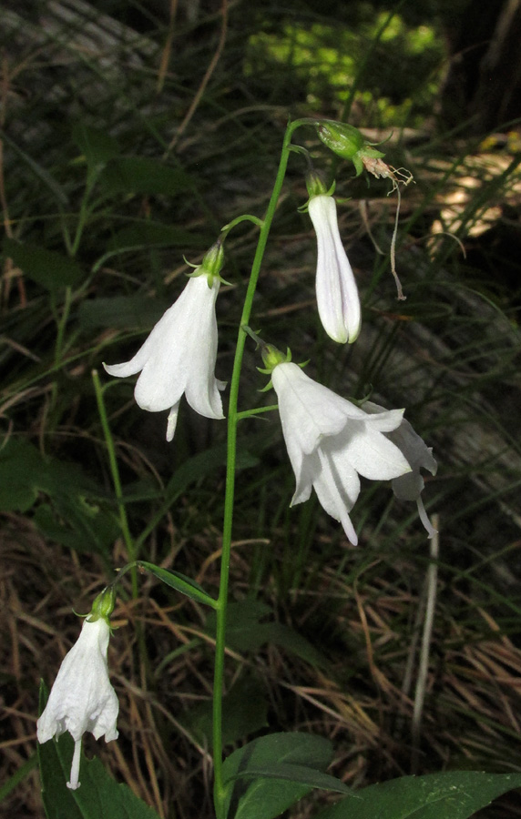 Image of Adenophora taurica specimen.