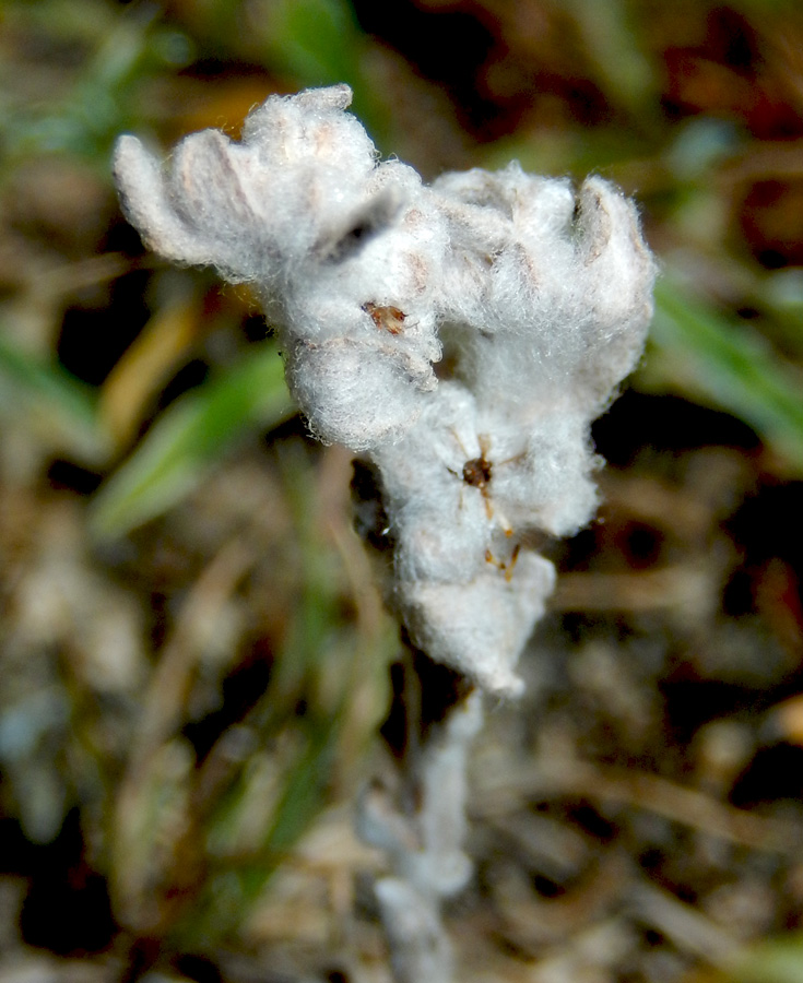 Image of Bombycilaena erecta specimen.