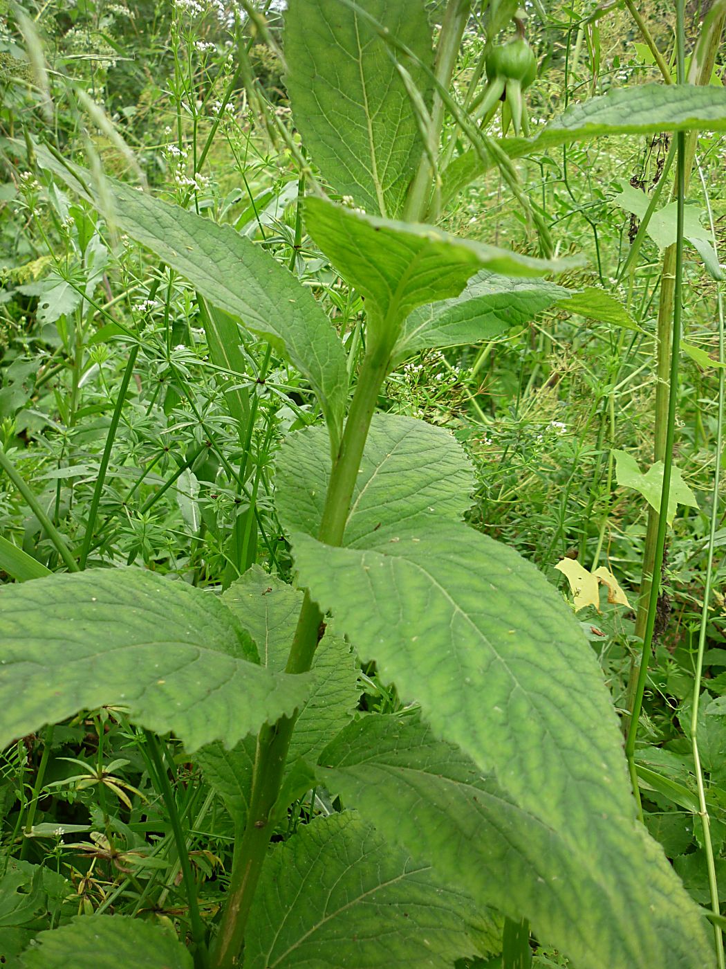 Изображение особи Campanula latifolia.