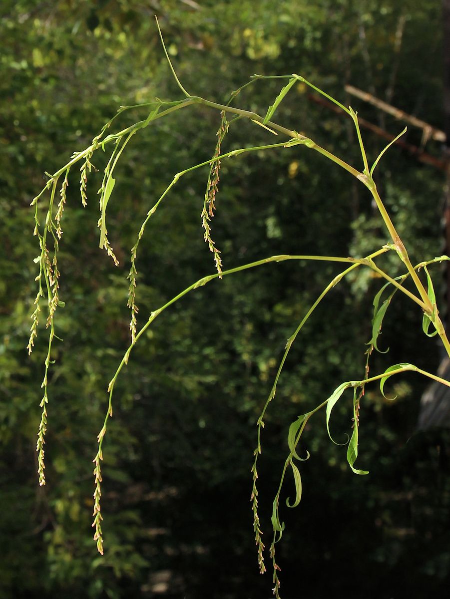 Image of Persicaria foliosa specimen.