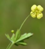 Potentilla erecta