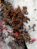 Dasiphora glabrata. Растение с листьями в осенней окраске. Приморье, окр. г. Находка, гора Сестра, в расщелине скалы на каменистой вершине хребта. 29.09.2016.