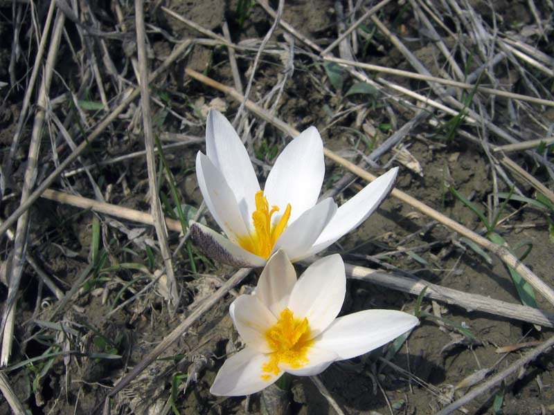 Image of Crocus alatavicus specimen.