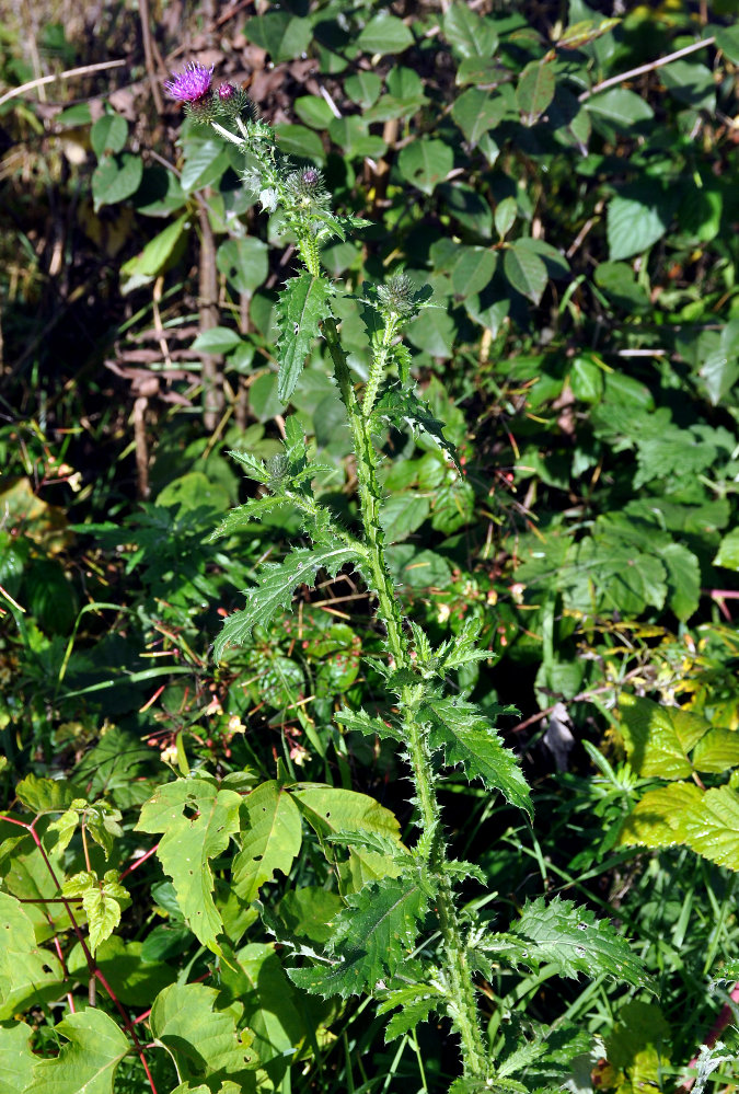 Image of Carduus crispus specimen.