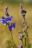 Polemonium caucasicum