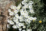 Cerastium szowitsii