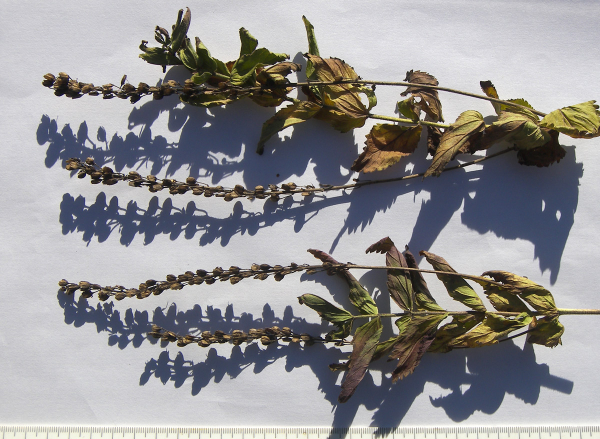 Image of Veronica teucrium specimen.