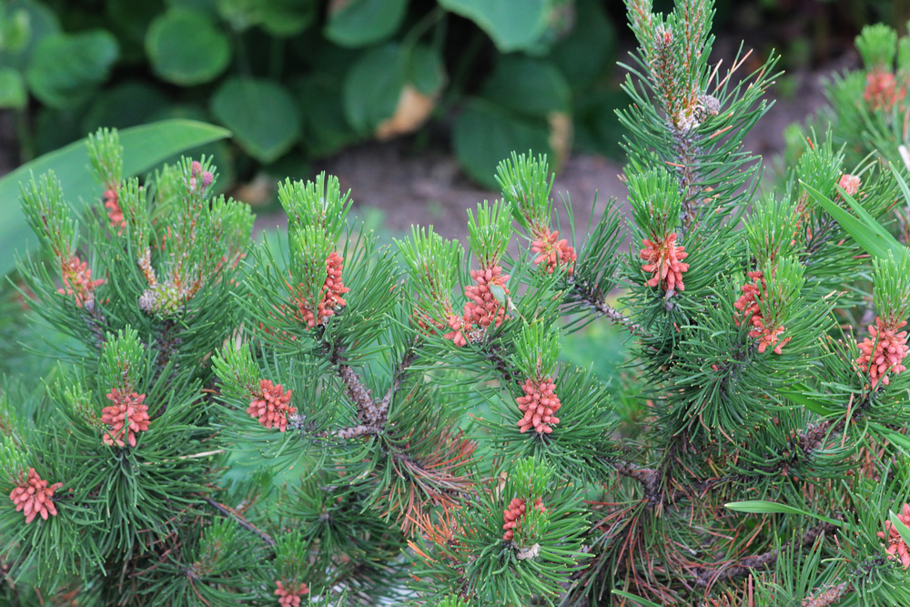 Image of Pinus mugo specimen.