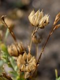 Linum humile. Вскрывшиеся коробочки. Украина, Запорожье, поле института масличных культур. 04.07.2012.