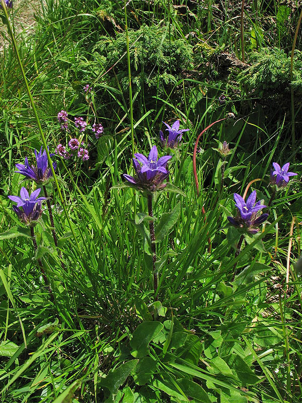 Изображение особи Campanula elliptica.