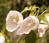 Campanula punctata. Цветки. Амурская обл., Бурейский р-н, правый берег р. Бурея, окр. с. Малиновка. 17.07.2016.