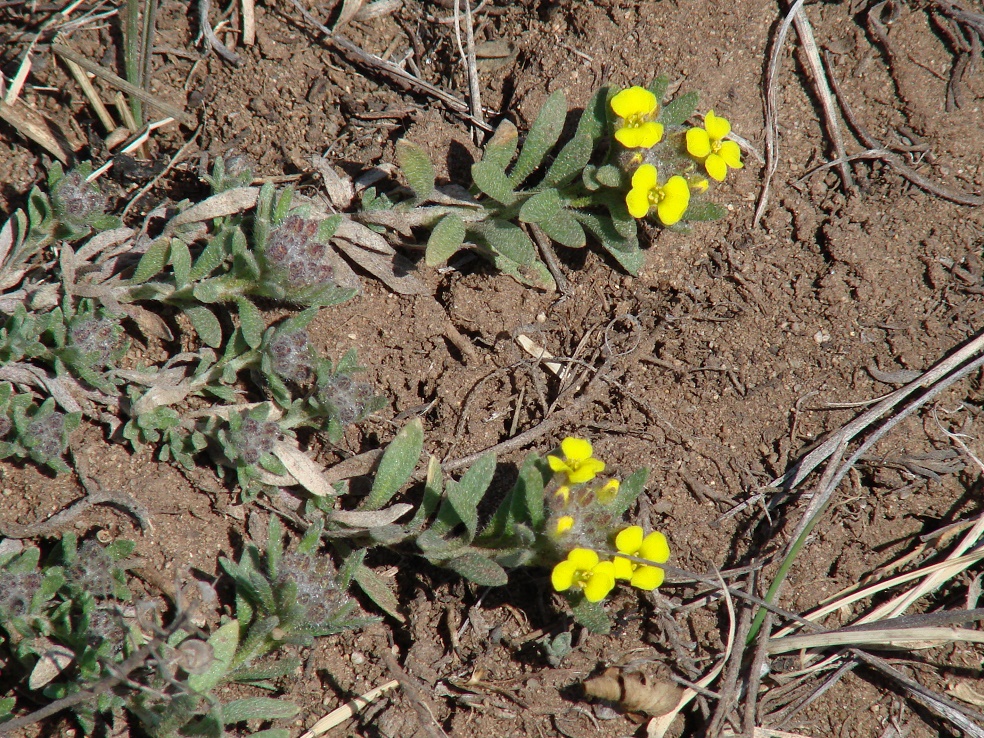 Image of Alyssum lenense specimen.