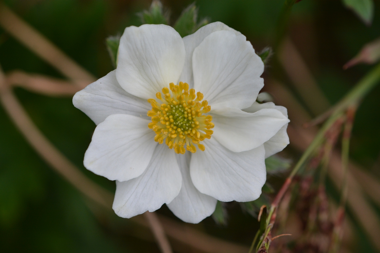 Изображение особи Anemonastrum sibiricum.