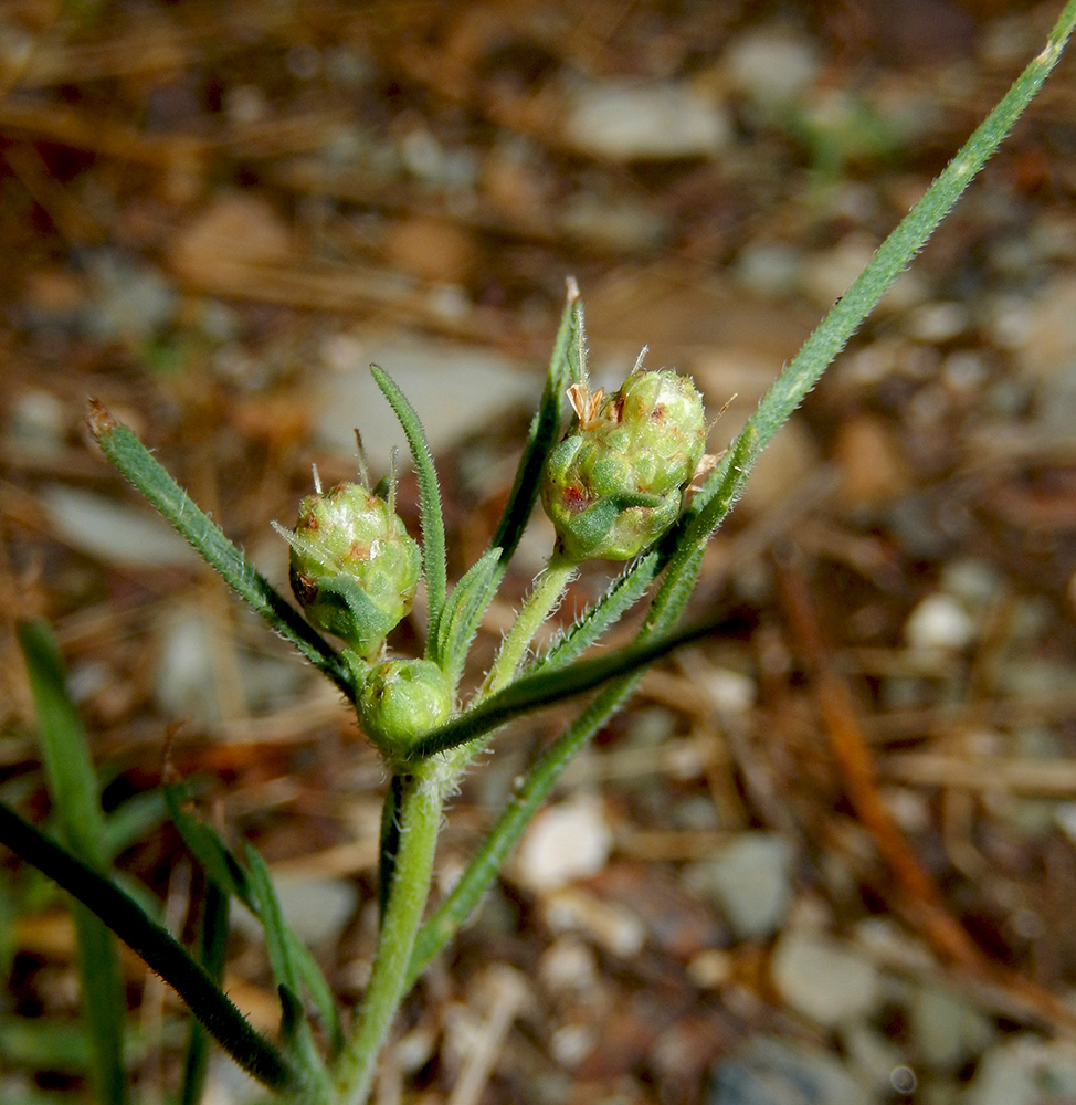 Image of Plantago arenaria specimen.