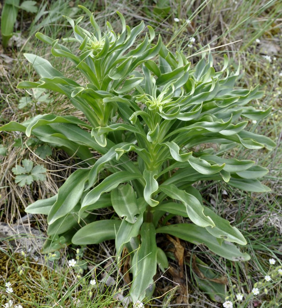 Изображение особи Lilium candidum.