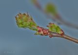 род Crataegus