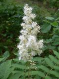 Sorbaria sorbifolia
