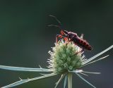 Eryngium campestre