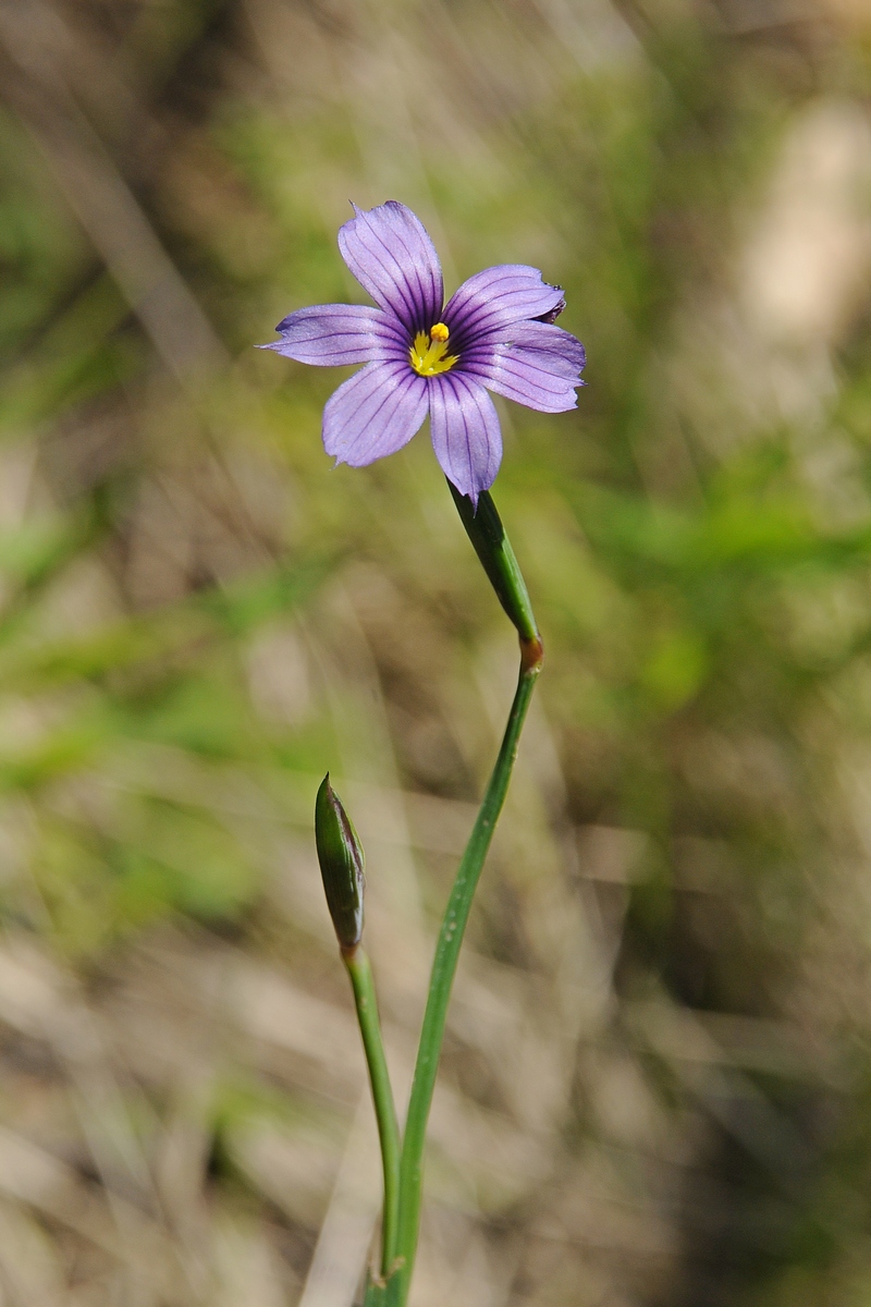 Image of Sisyrinchium bellum specimen.