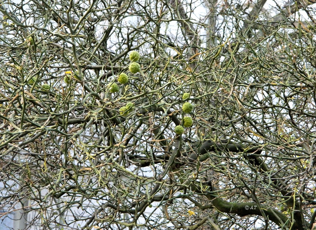 Изображение особи Poncirus trifoliata.