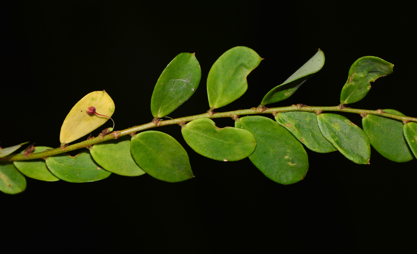 Image of Phyllanthus pulcher specimen.