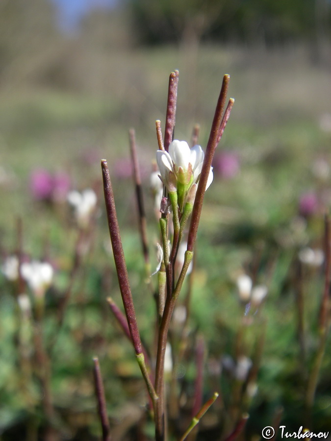 Изображение особи Cardamine hirsuta.