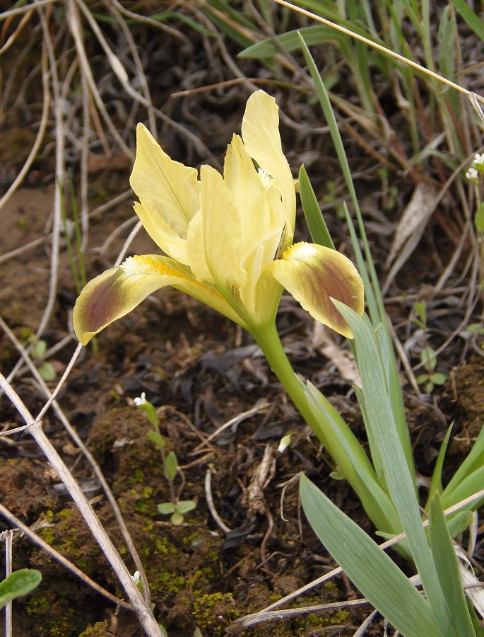 Image of Iris pumila specimen.