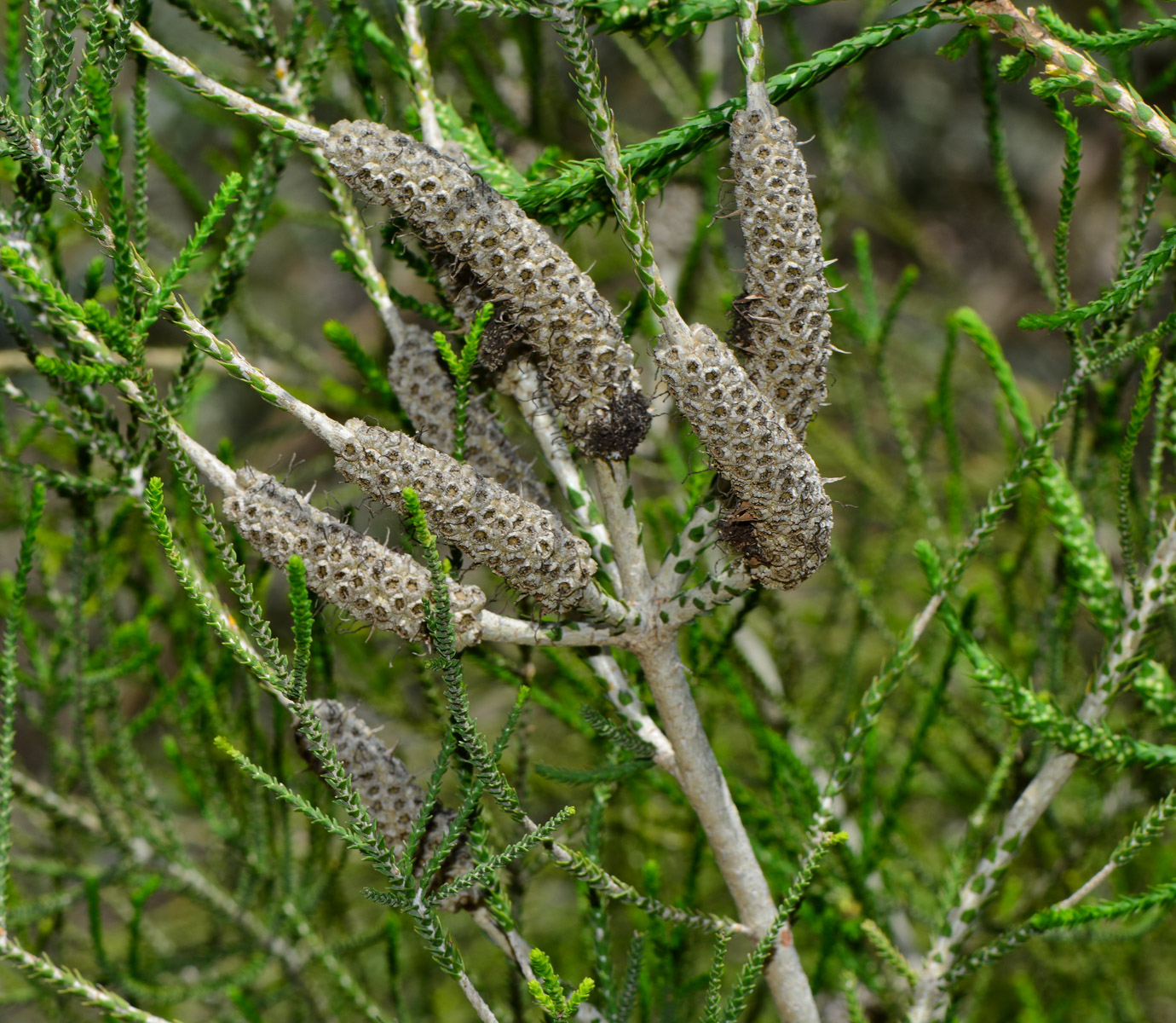 Image of Melaleuca huegelii specimen.