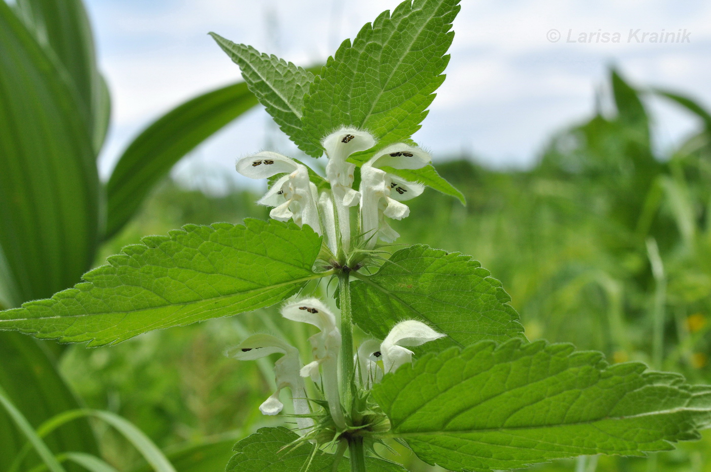 Image of Lamium album ssp. orientale specimen.
