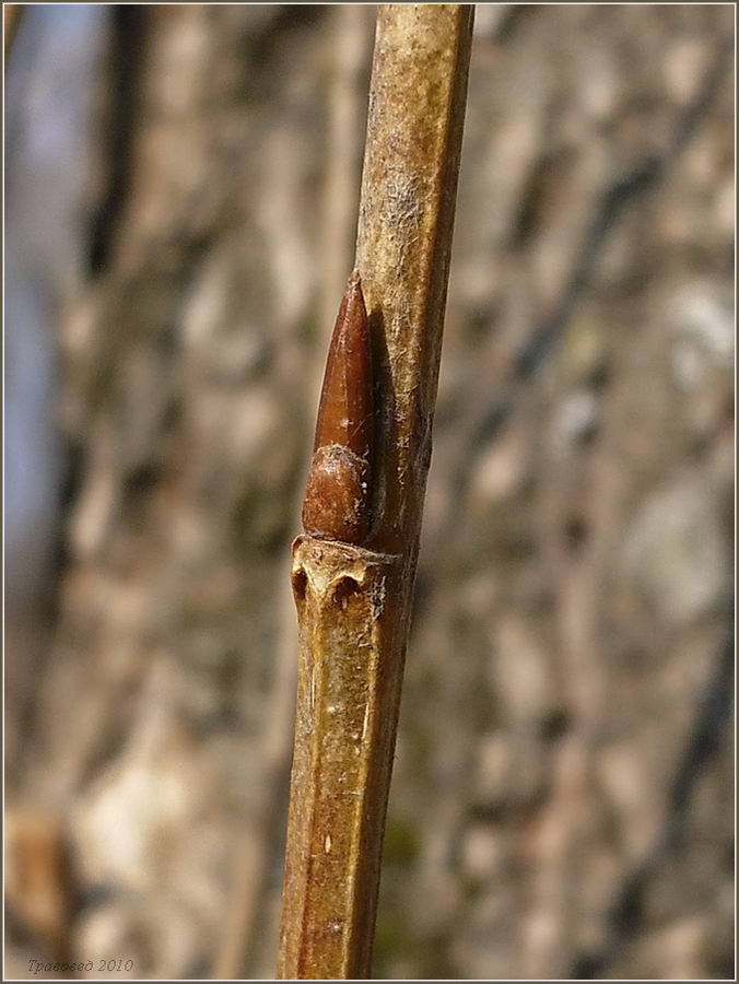 Image of Populus simonii specimen.