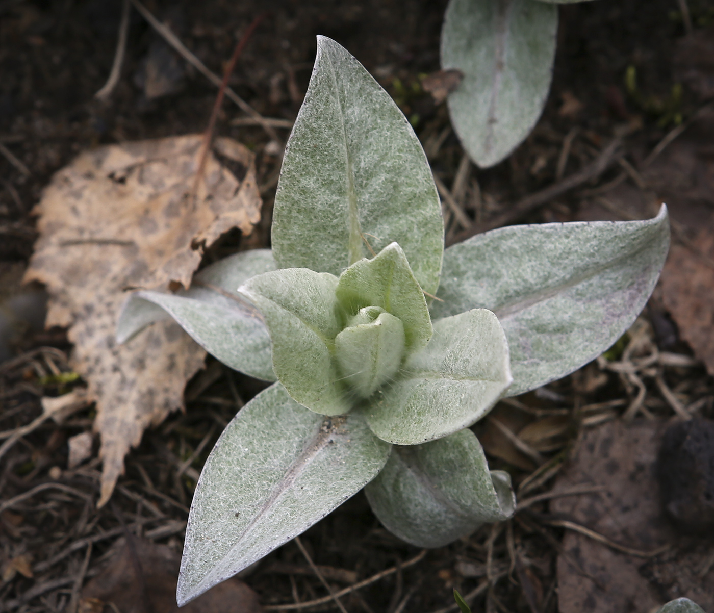 Image of Centaurea montana specimen.