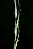 Elymus pendulinus