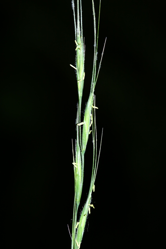 Image of Elymus pendulinus specimen.