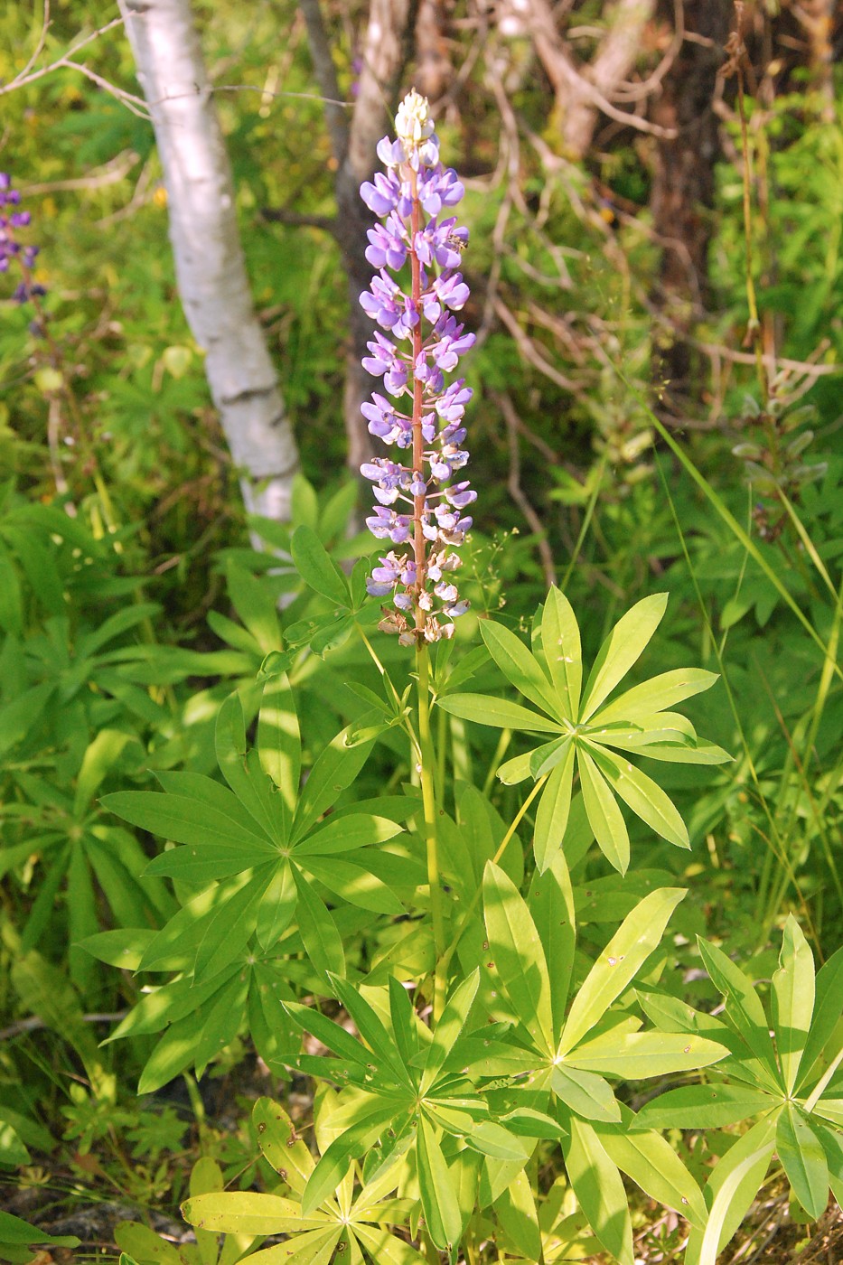 Изображение особи Lupinus polyphyllus.