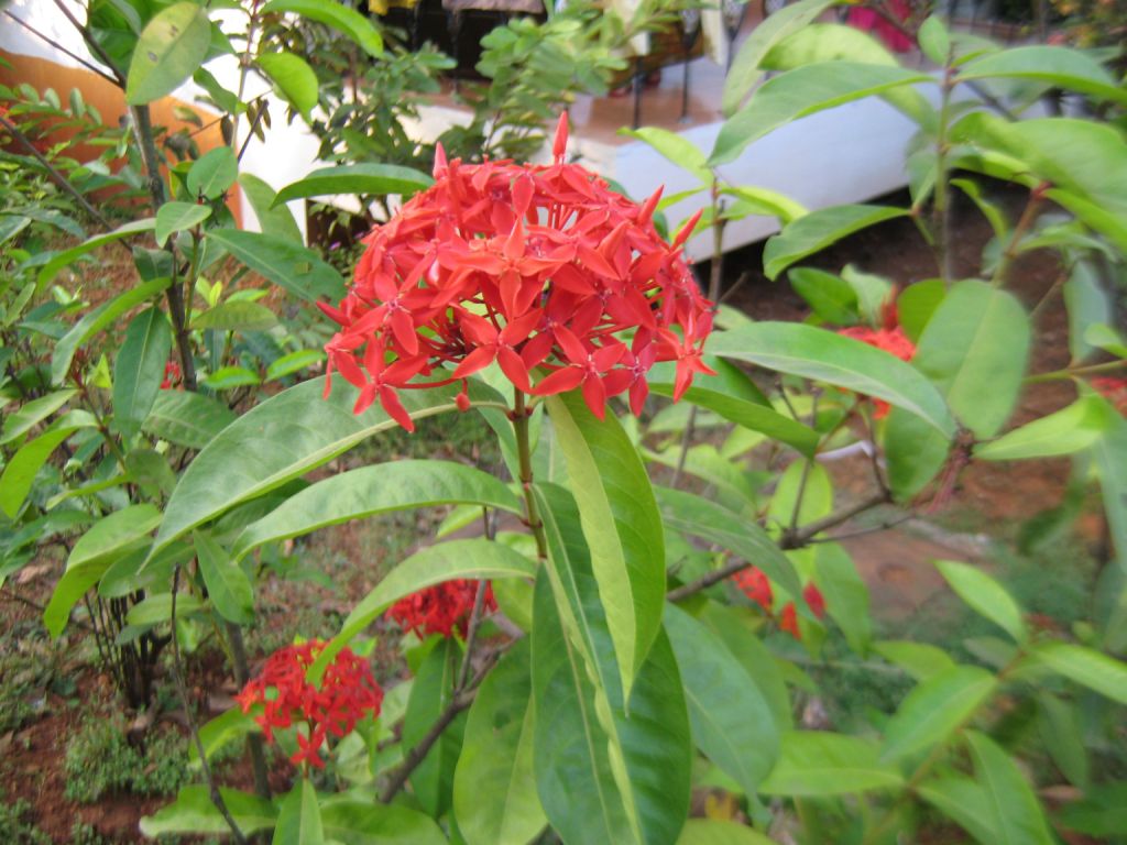 Изображение особи Ixora coccinea.