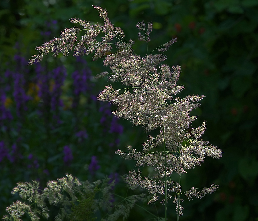 Изображение особи Calamagrostis epigeios.