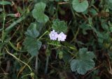 Malva neglecta. Верхушка побега с соцветием. Карачаево-Черкесия, Тебердинский заповедник, у тропы на территории зоопарка заповедника. 30.07.2017.