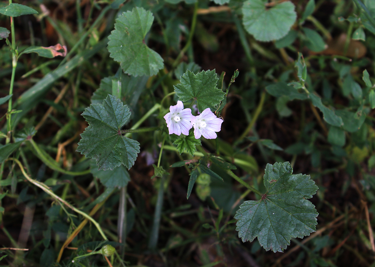 Image of Malva neglecta specimen.