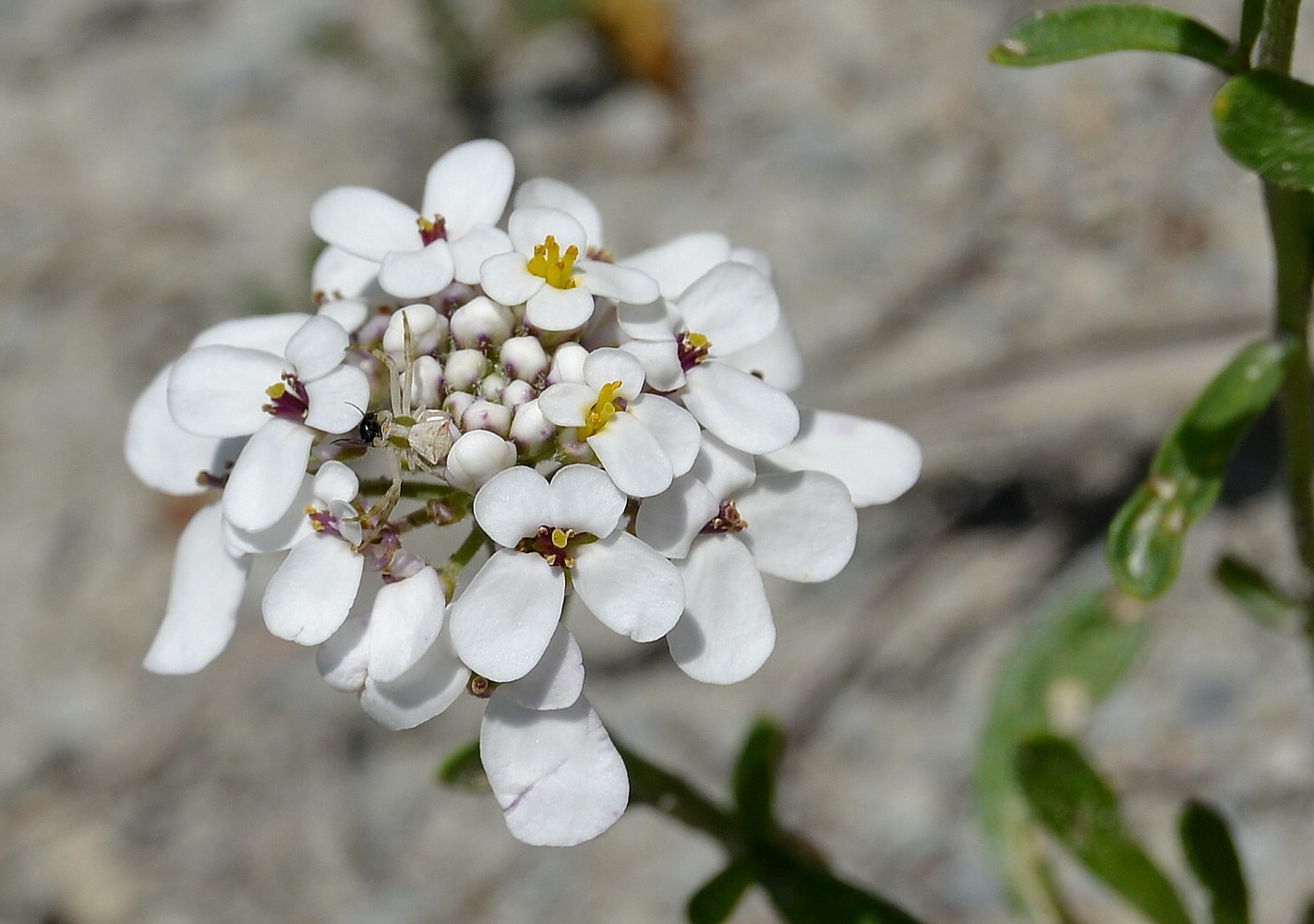 Изображение особи Iberis simplex.