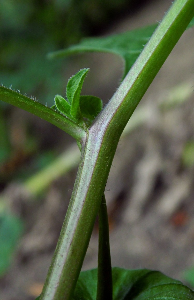 Изображение особи Alkekengi officinarum.