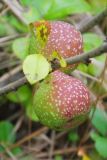 Chaenomeles japonica