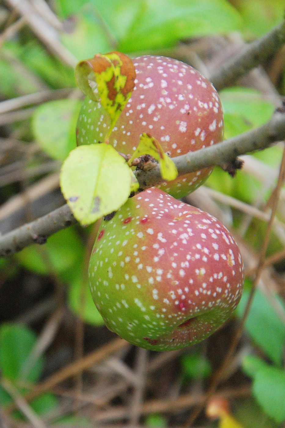 Изображение особи Chaenomeles japonica.
