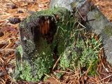 genus Cladonia