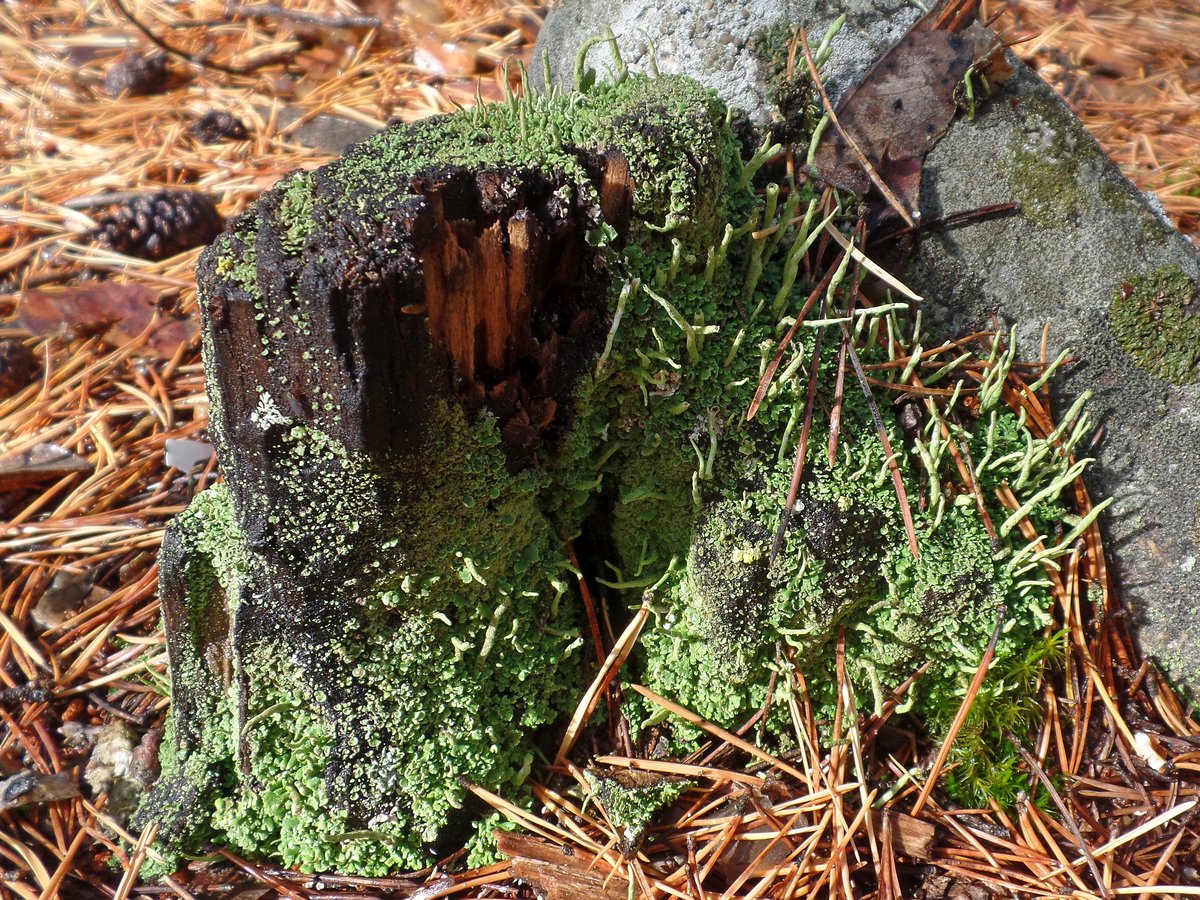 Изображение особи род Cladonia.