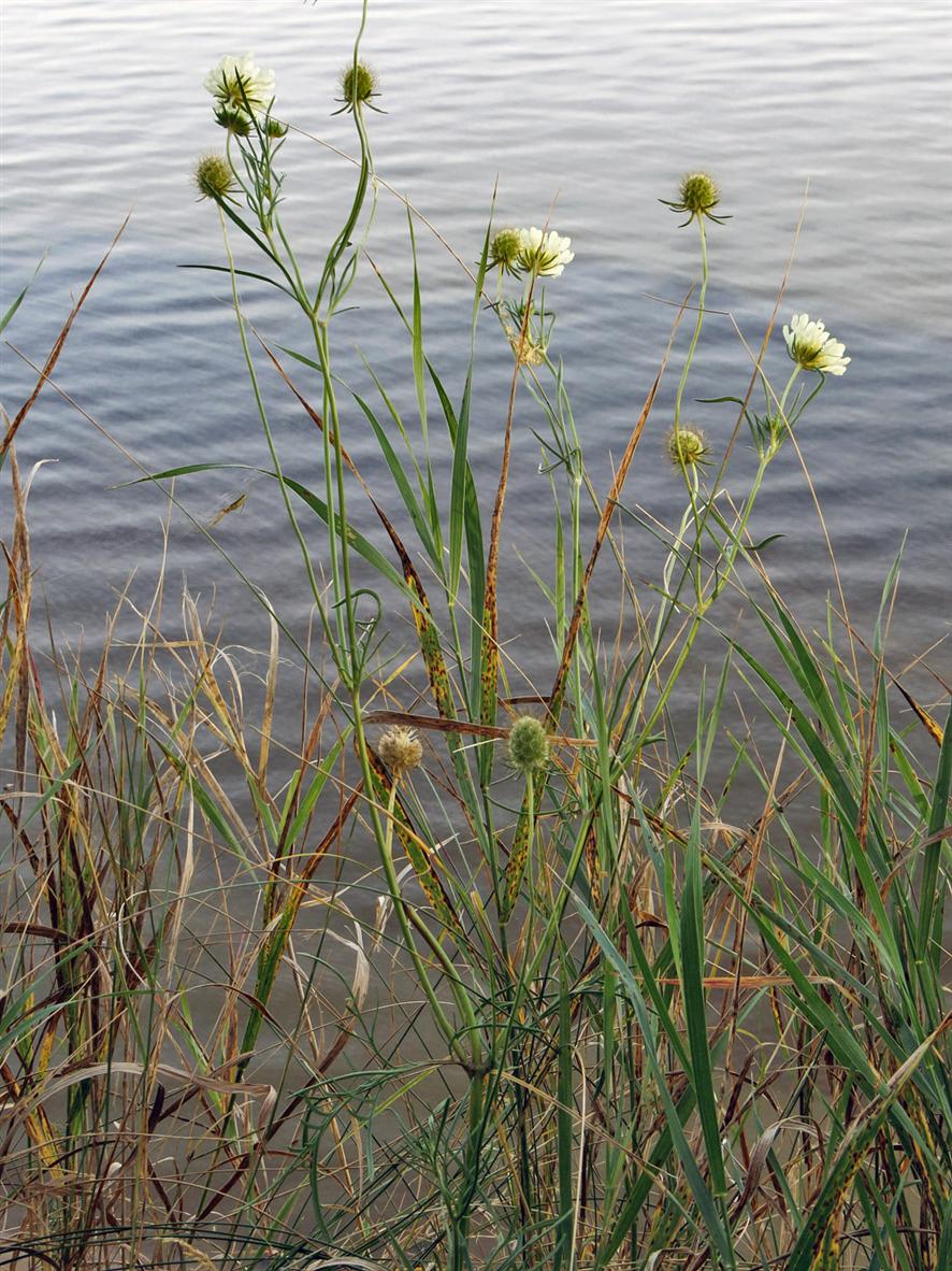 Image of Scabiosa ochroleuca specimen.