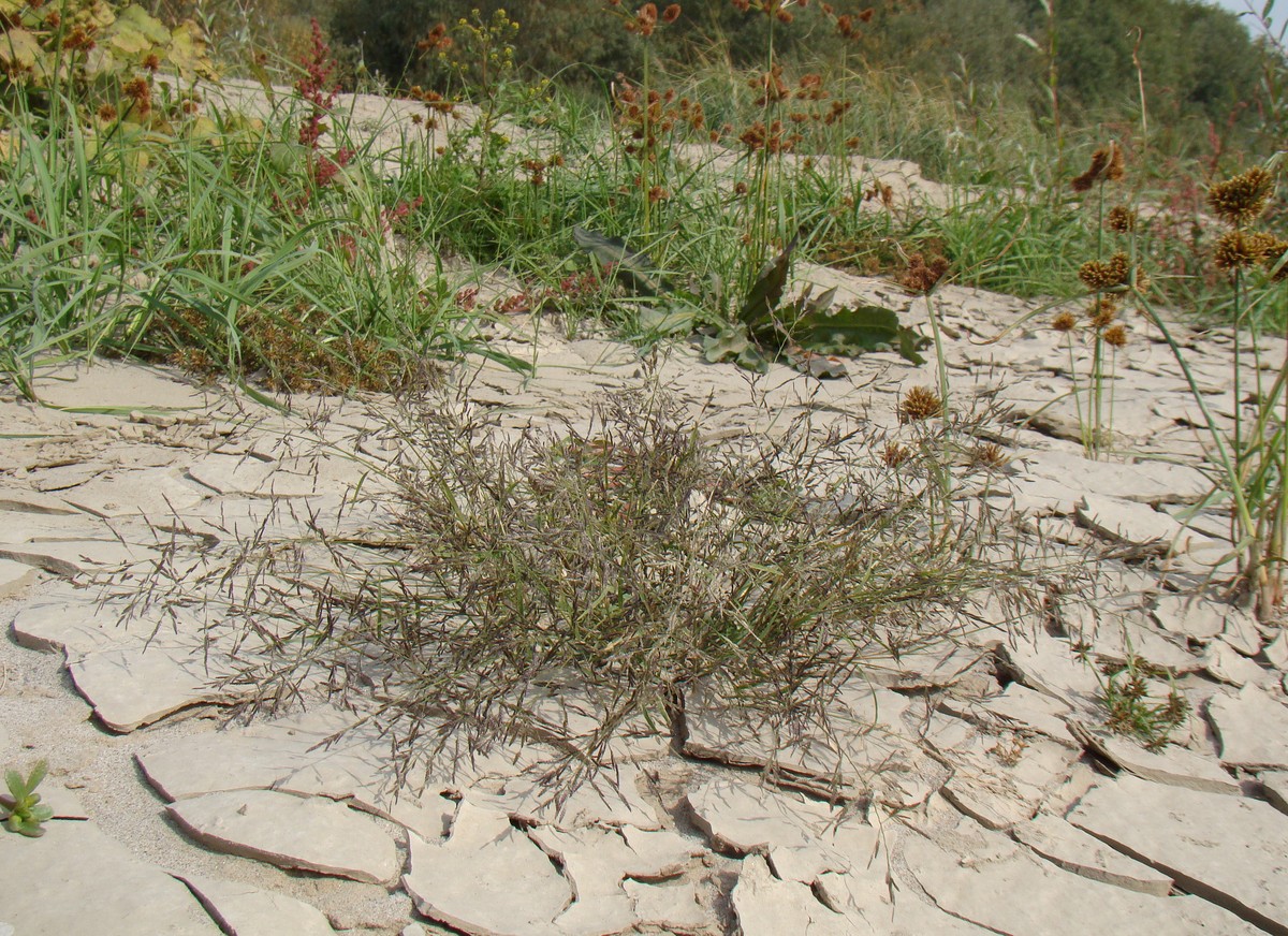 Image of Eragrostis minor specimen.