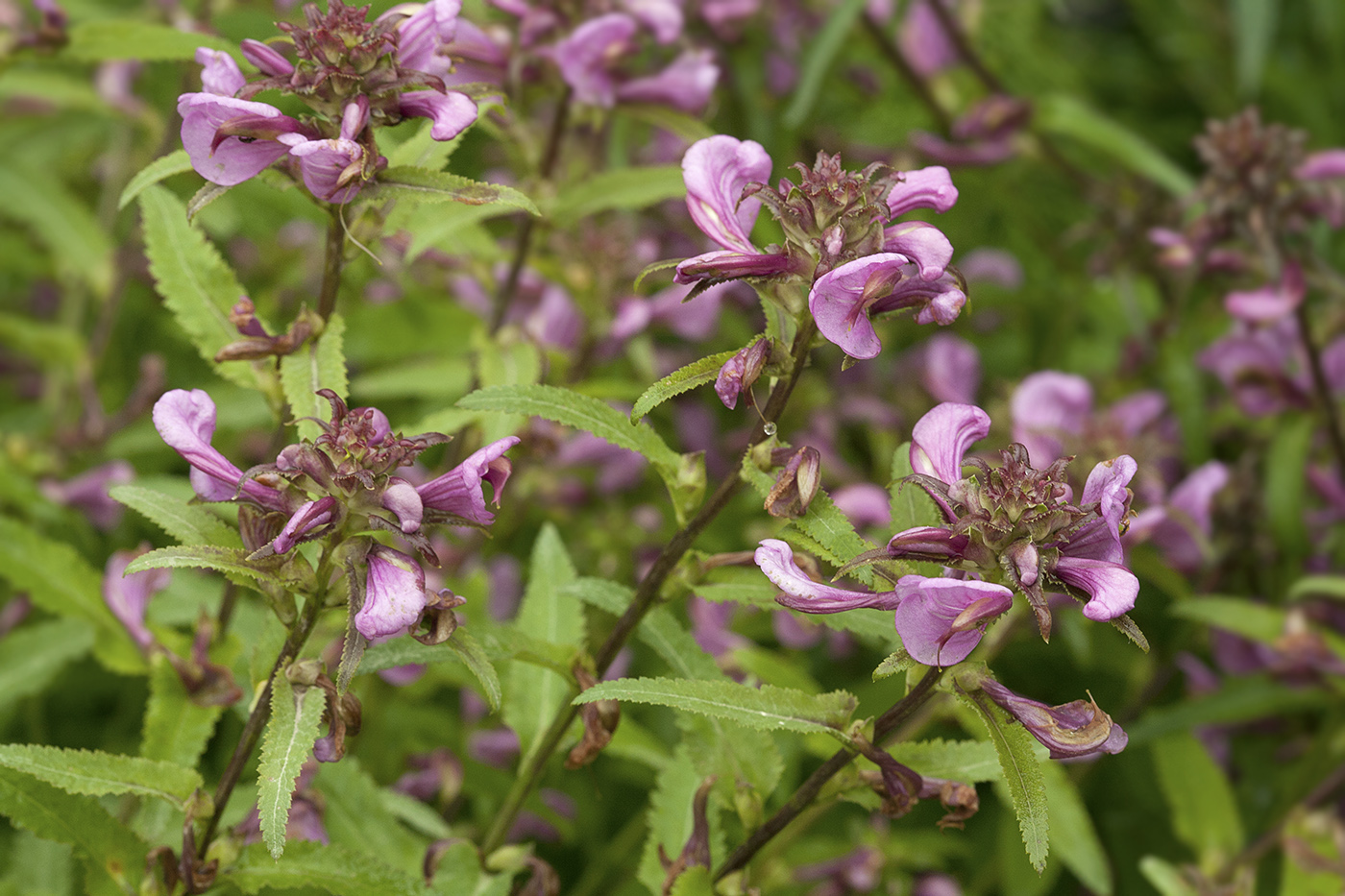 Изображение особи Pedicularis resupinata.