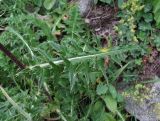 Cirsium obvallatum