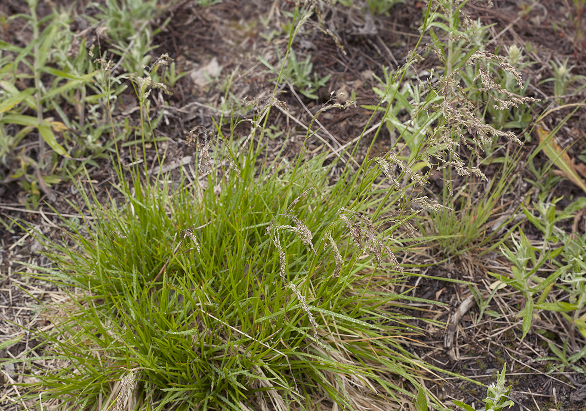 Изображение особи Poa neosachalinensis.