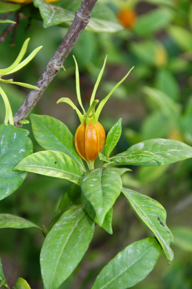 Изображение особи Gardenia jasminoides.